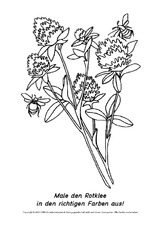 Frühlingsblüher-Ausmalbilder 16.pdf